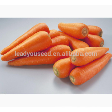 CA02 Hongfushi cinq pouces nouvelles graines de carotte kuroda pour la culture